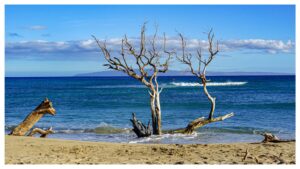 Morning Paddle Magic Maui’s Ocean Calm