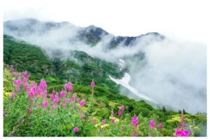 Alaskan Bloom in Mist
