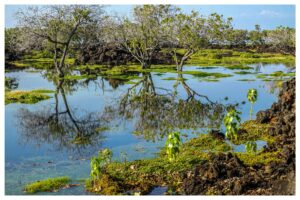 Mirror of the Islands
